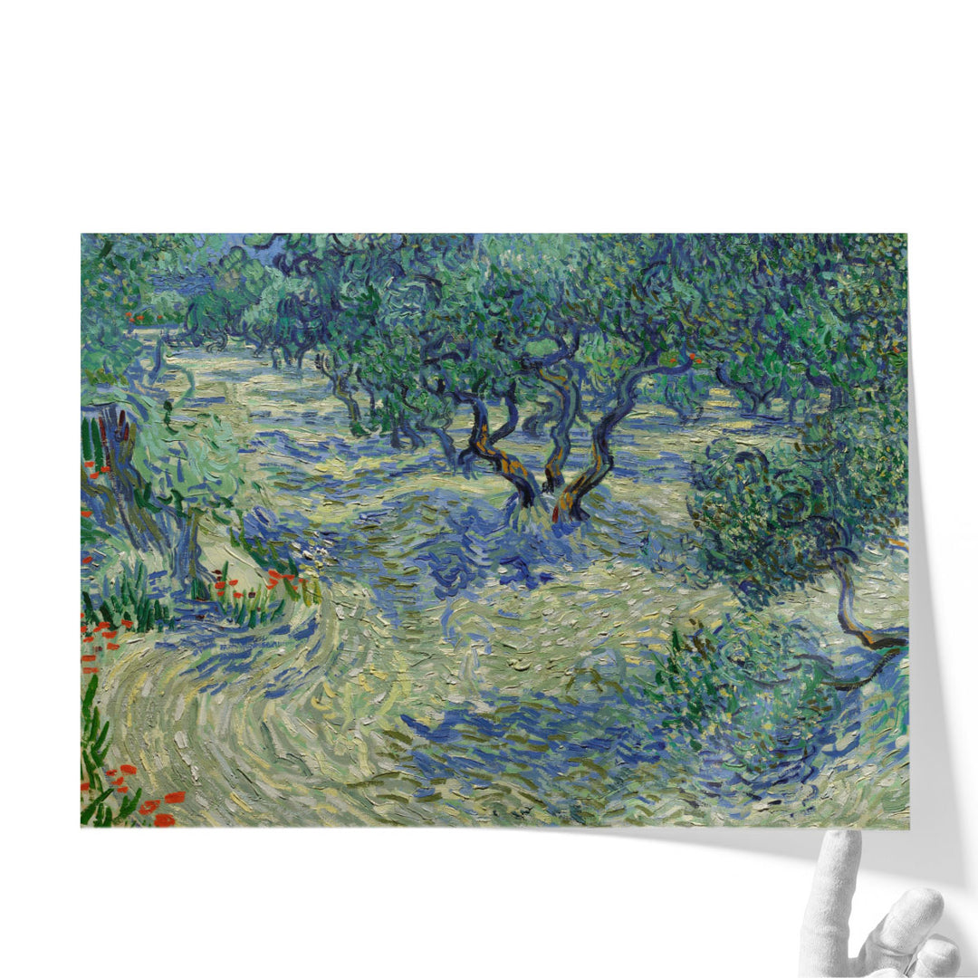 Olive Orchard, 1889 - Canvas Print Wall Art