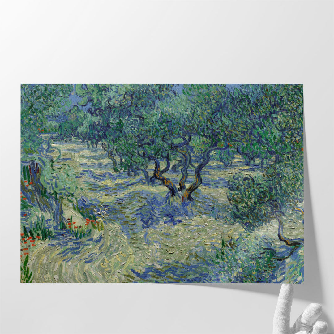 Olive Orchard, 1889 - Canvas Print Wall Art