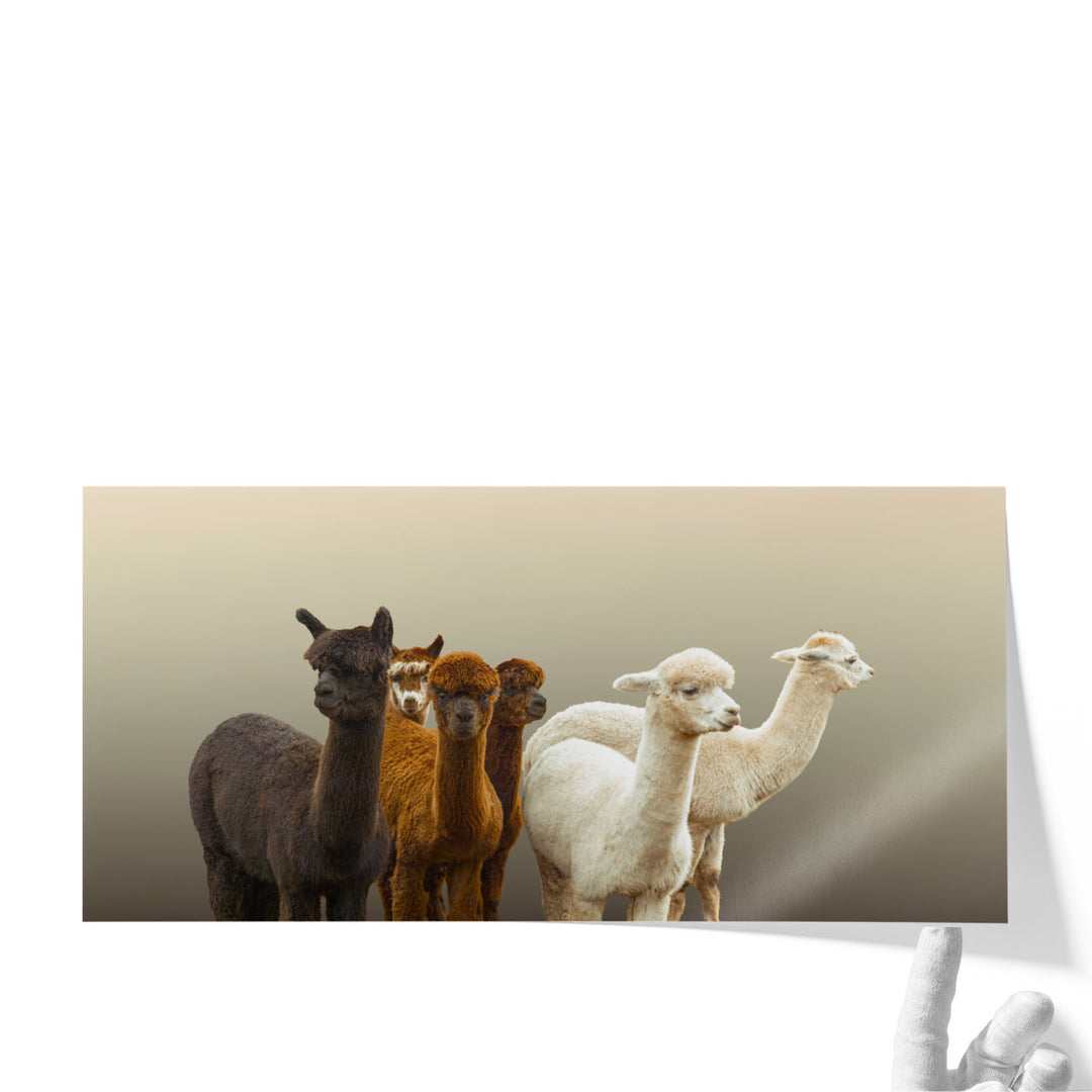 Group of Alpacas - Canvas Print Wall Art