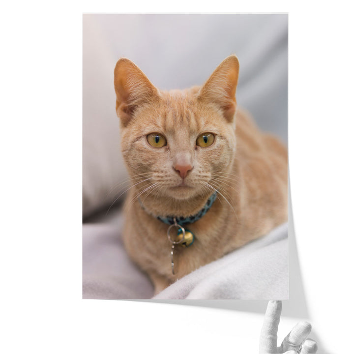 Close Up Of A Cat I - Canvas Print Wall Art