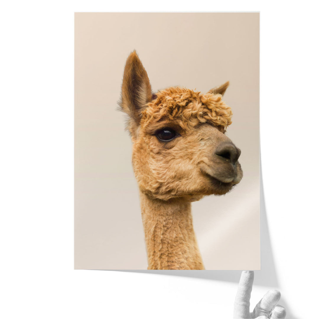 Close-Up Of Alpaca - Canvas Print Wall Art