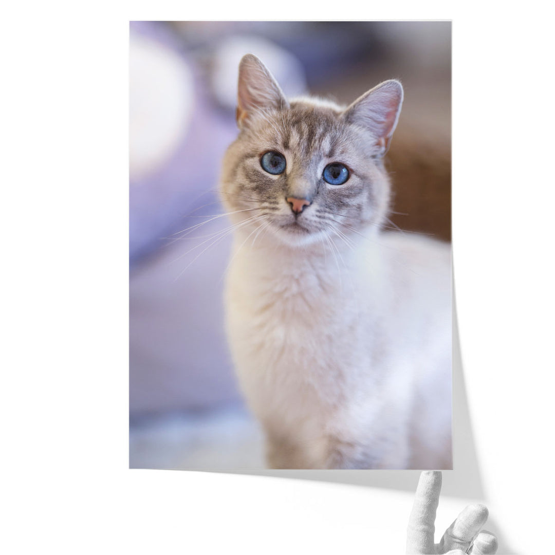 Cute Cat - Canvas Print Wall Art