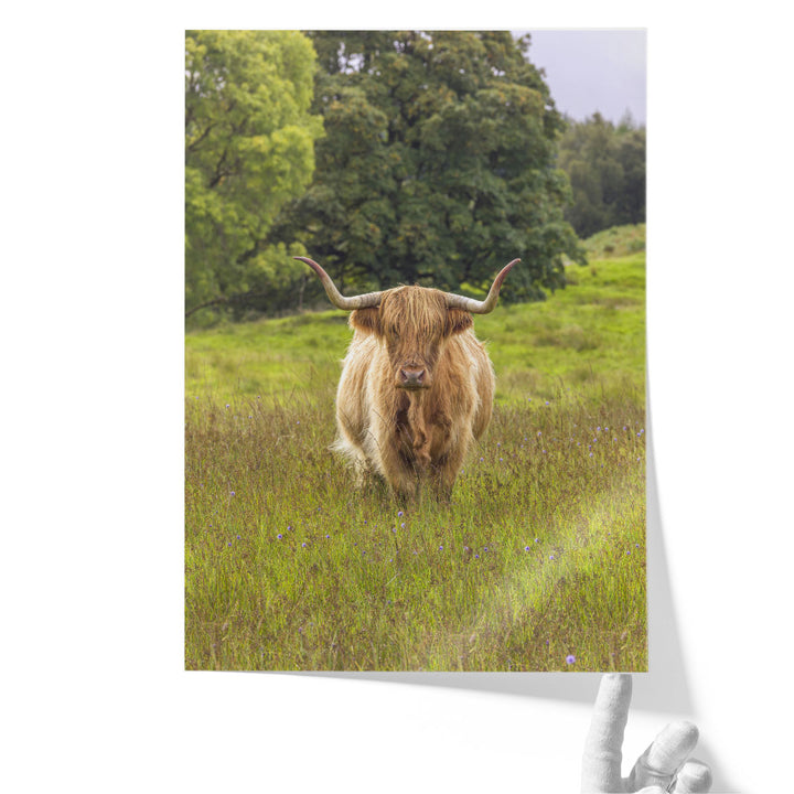 Highland Cow I - Canvas Print Wall Art