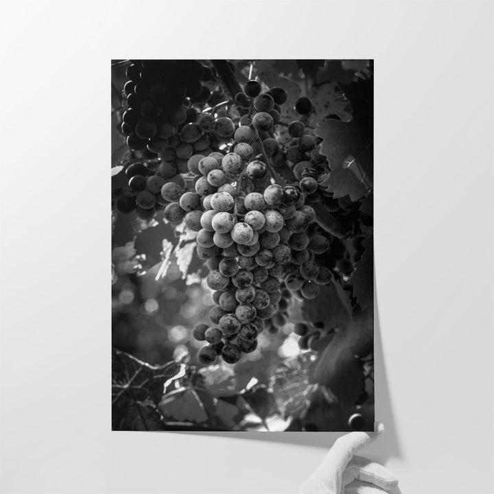Fruit of The Vine - Canvas Print Wall Art