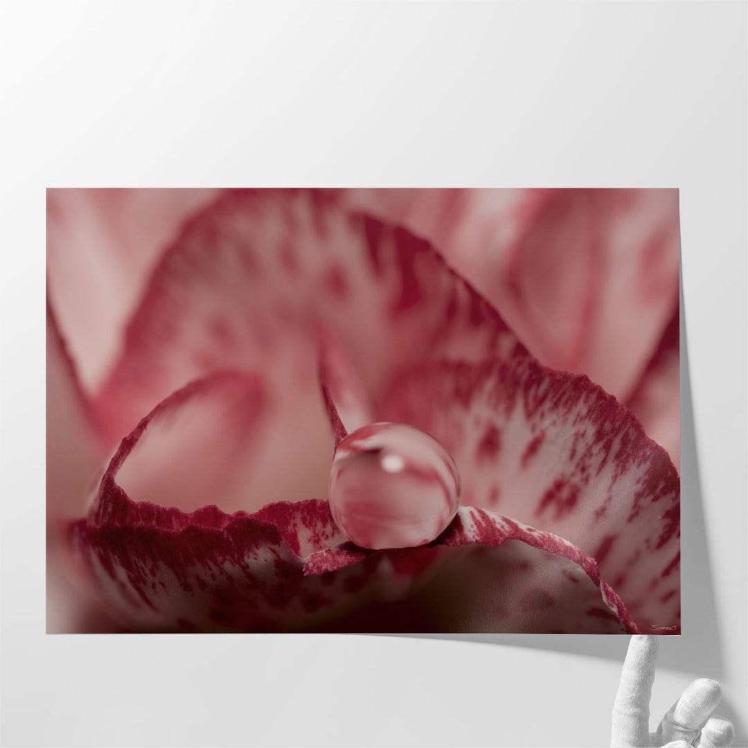 Dew Drops Macro 1 - Canvas Print Wall Art