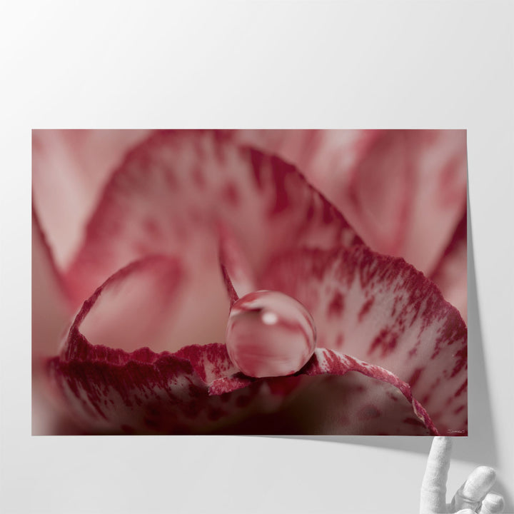 Dew Drops Macro 1 - Canvas Print Wall Art