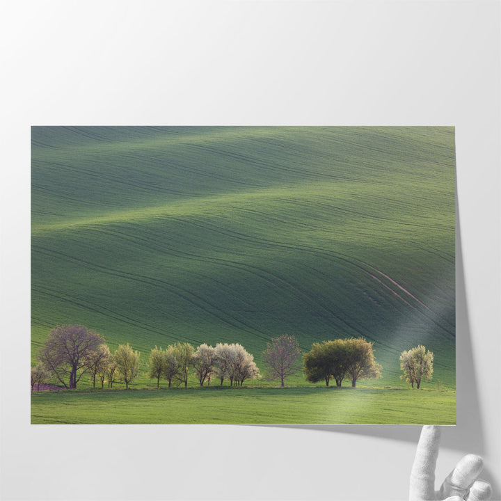 Green and Blossom Trees Overlooking Rolling Hills in Sunset - Canvas Print Wall Art