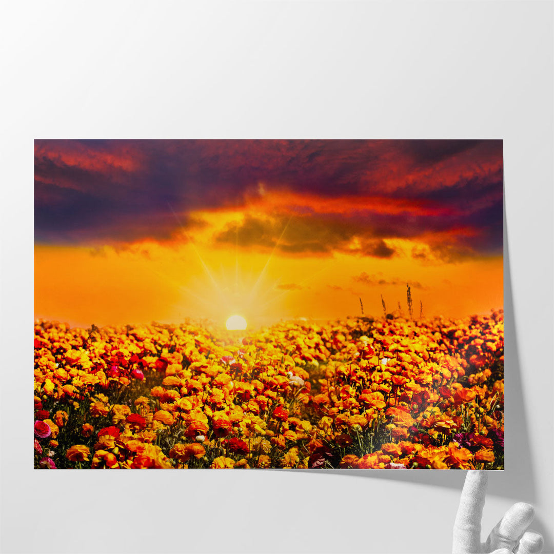 Sunset Over The Field Of Fresh Ranunculus Flowers - Canvas Print Wall Art