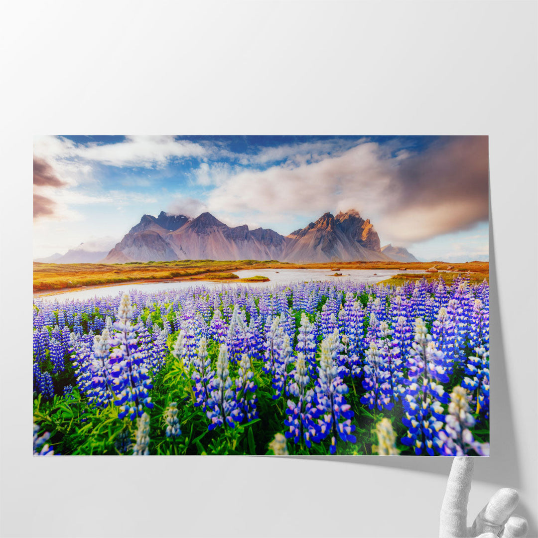 Majestic Lupine Flowers Glowing by Sunlight Vestrahorn, Europe - Canvas Print Wall Art