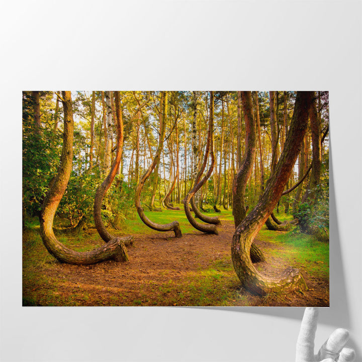 The Famous Gryfino Mysteriously Curved Pine Trees - Canvas Print Wall Art