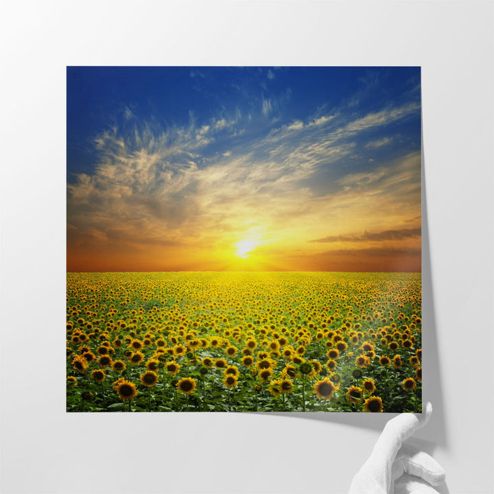 Summer Landscape, Sunset Over Sunflowers Field - Canvas Print Wall Art