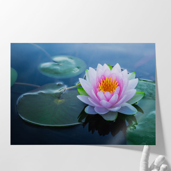 Beautiful Waterlily Flower in a Pond - Canvas Print Wall Art