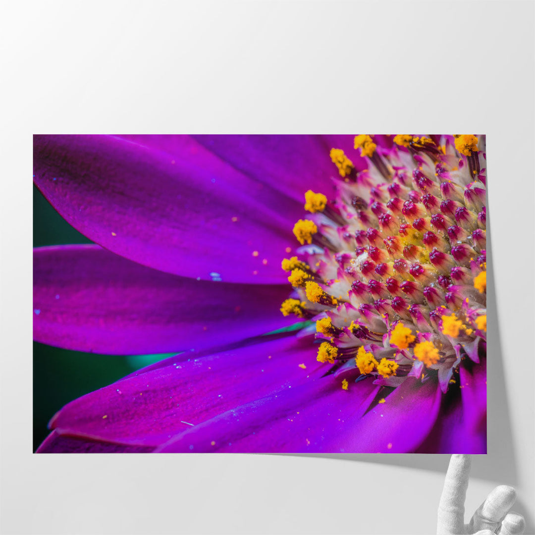 African Daisy Close-up - Canvas Print Wall Art