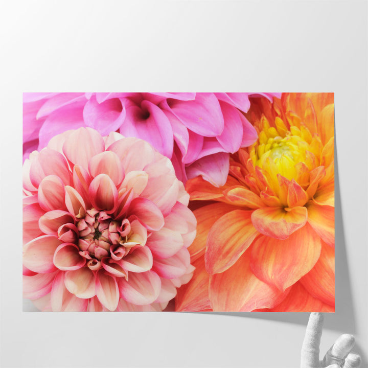 Beautiful Multicolored Dahlias Close-up - Canvas Print Wall Art