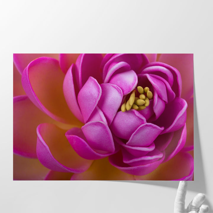 Beautiful Pink Lotus Flower Close-Up - Canvas Print Wall Art