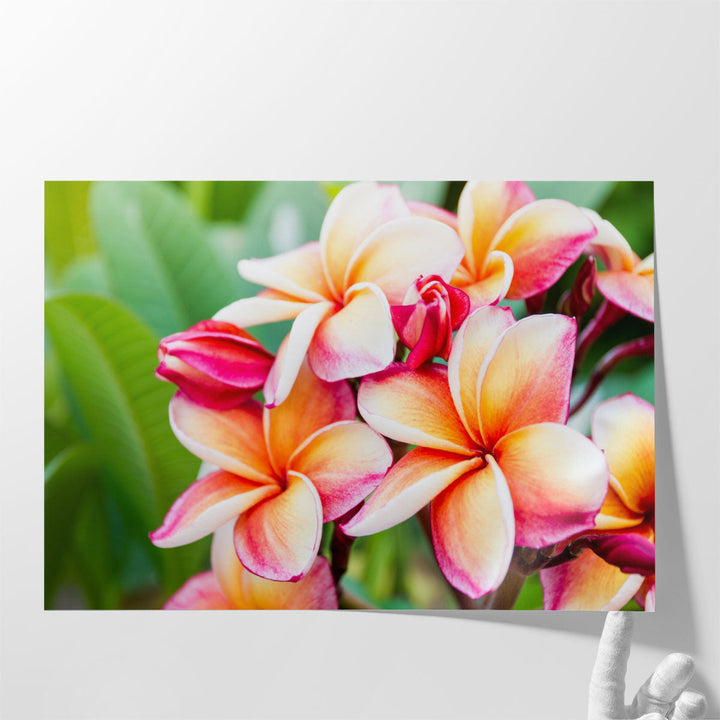 Beautiful Plumeria Flowers Close-Up - Canvas Print Wall Art