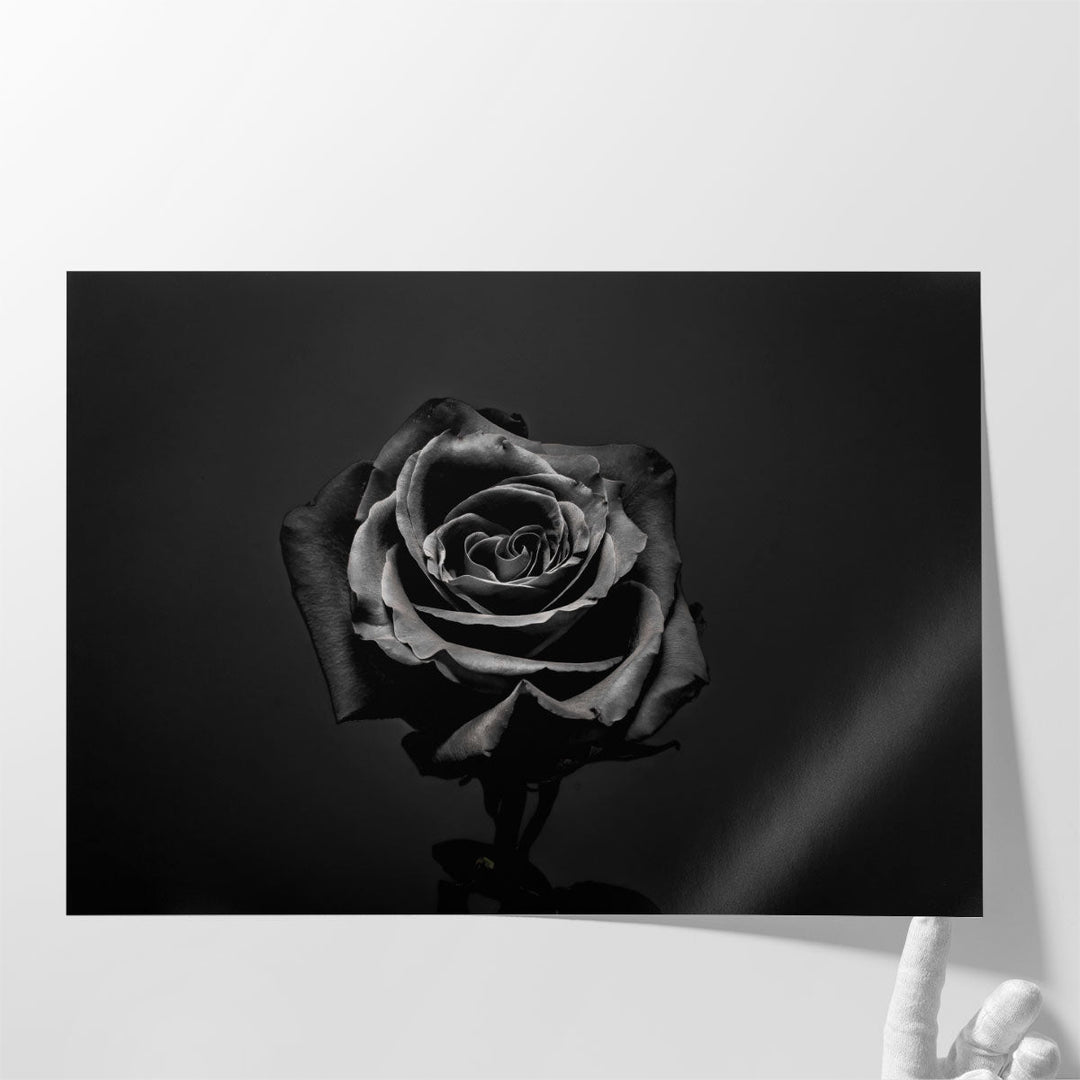 Black Rose Isolated - Canvas Print Wall Art