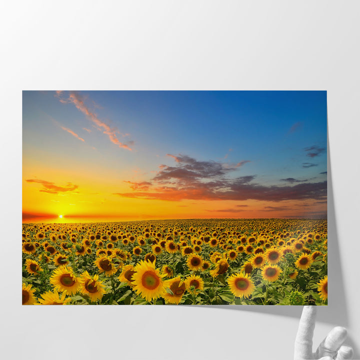 Blooming Sunflowers During Sunset - Canvas Print Wall Art