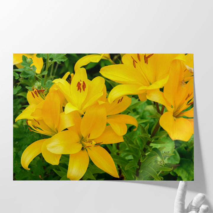 Blooming Yellow Lily Flowers - Canvas Print Wall Art