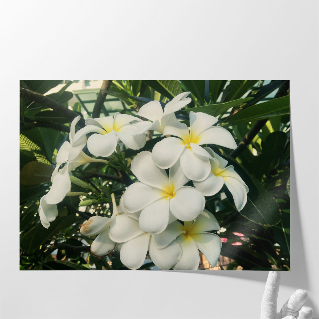 Blooming White Frangipani Close-up - Canvas Print Wall Art