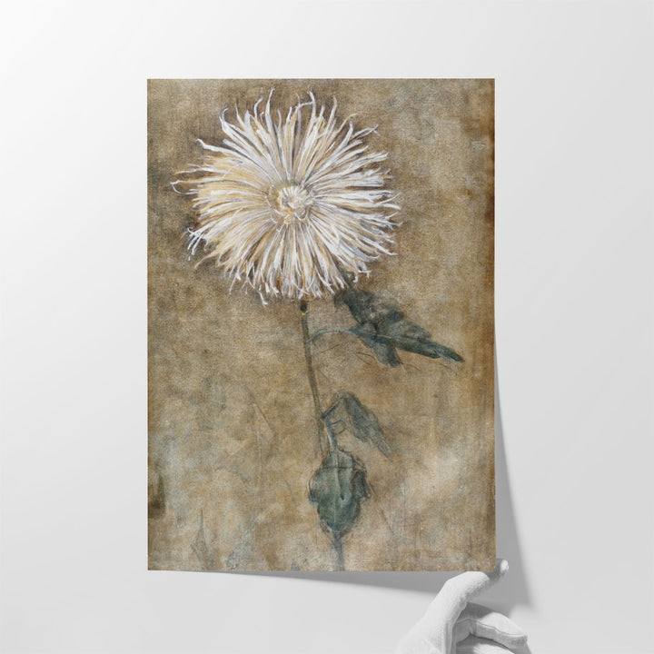 Chrysanthemum, 1900 - Canvas Print Wall Art