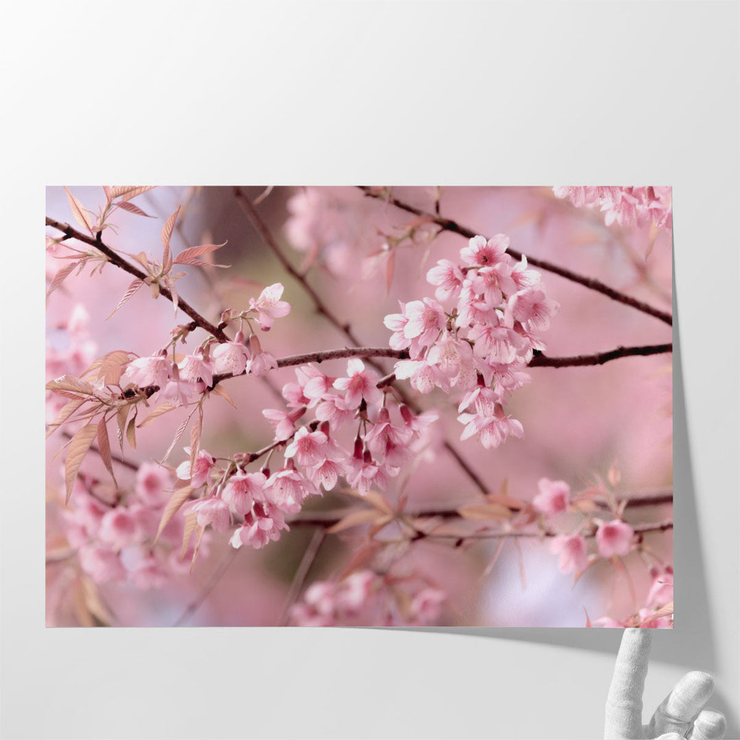 Cherry Blossom or Sakura Flower - Canvas Print Wall Art