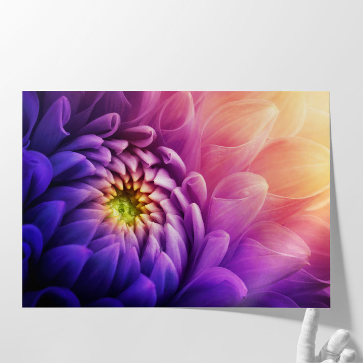 Chrysanthemum Flower Macro Shot - Canvas Print Wall Art