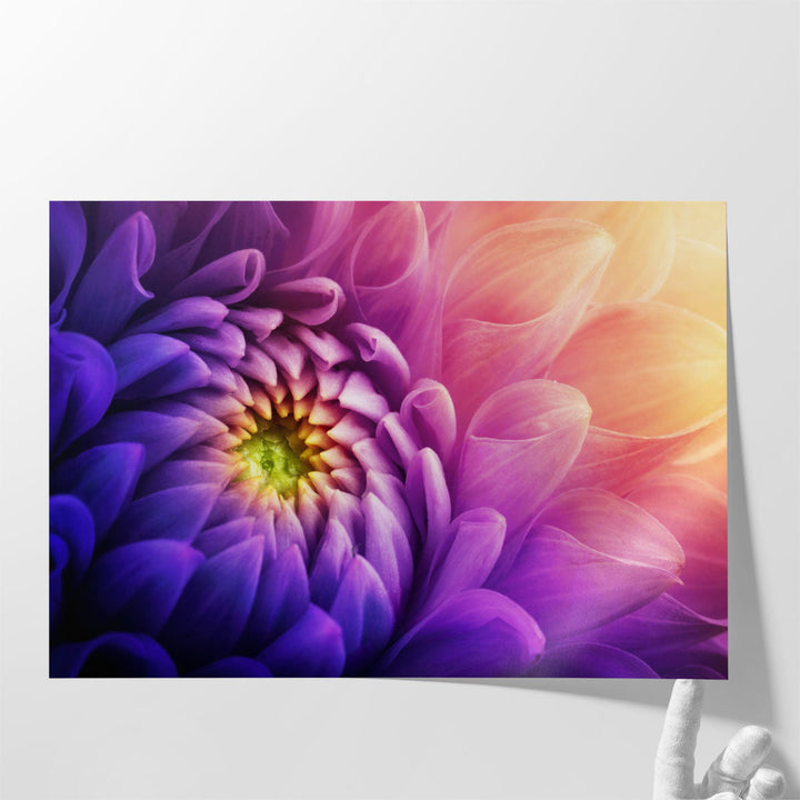 Chrysanthemum Flower Macro Shot - Canvas Print Wall Art