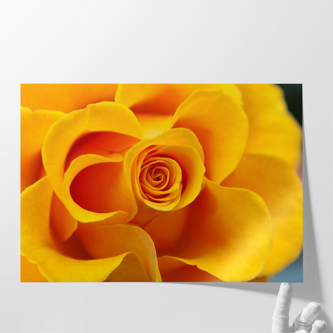 Close Up of Yellow Rose - Canvas Print Wall Art