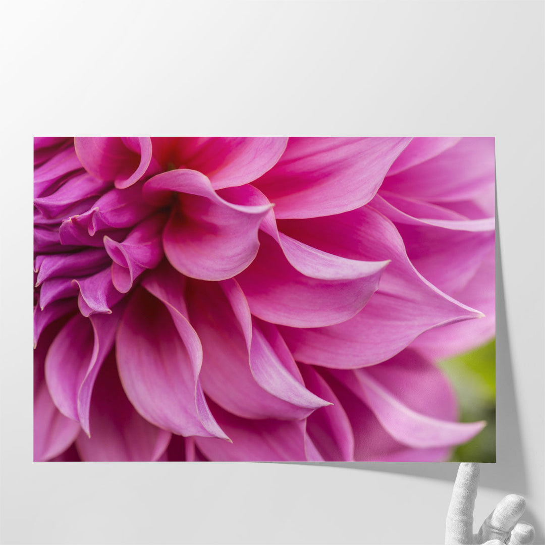 Close-Up of Pink Flower - Canvas Print Wall Art