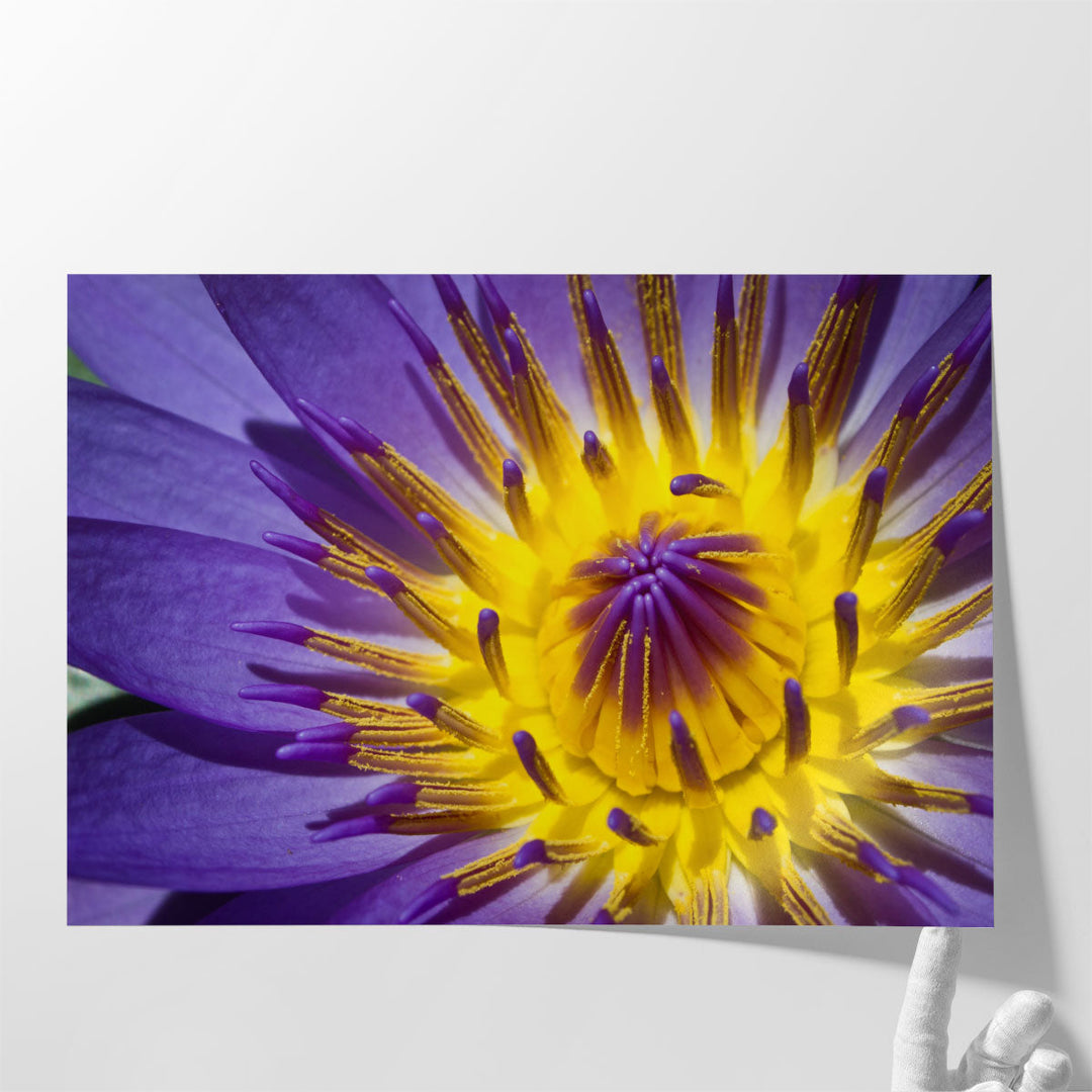 Close-Up of Violet Waterlily - Canvas Print Wall Art