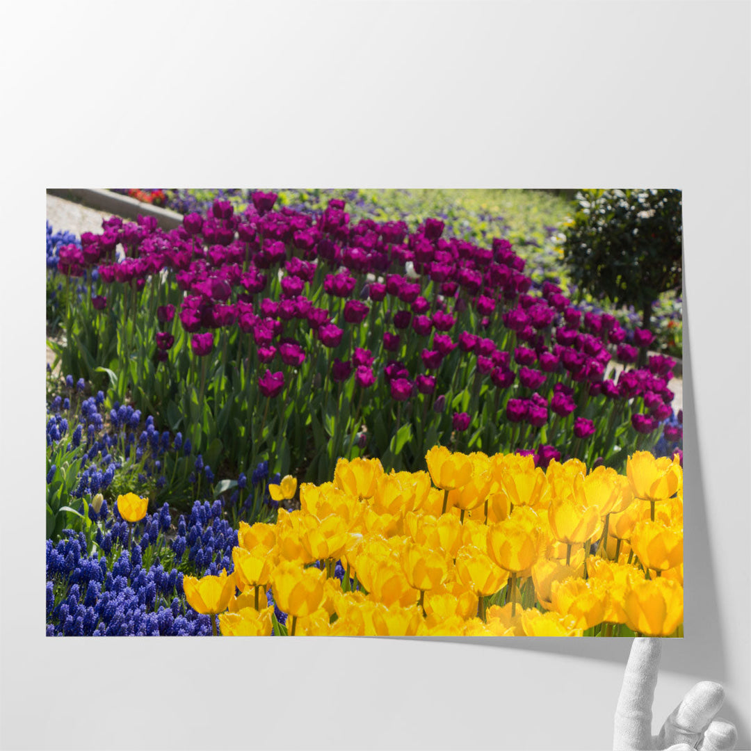 Colorful Blooming Flowers in Spring Season - Canvas Print Wall Art