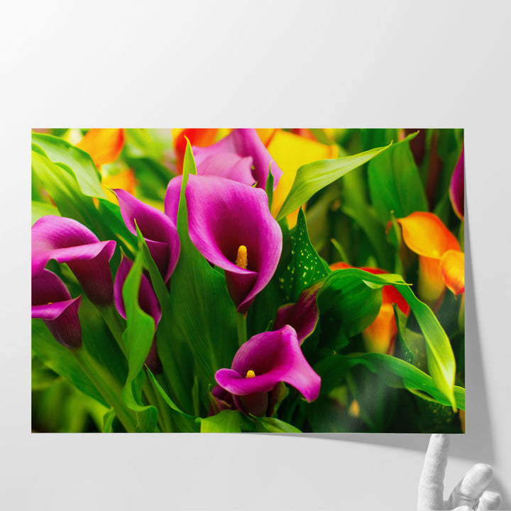 Colorful Pink and Purple Calla Flowers - Canvas Print Wall Art