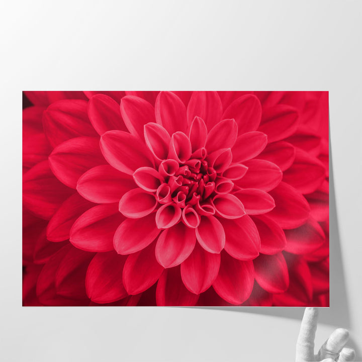 Defocused Pink Dahlia Petals Macro, Floral Abstract - Canvas Print Wall Art