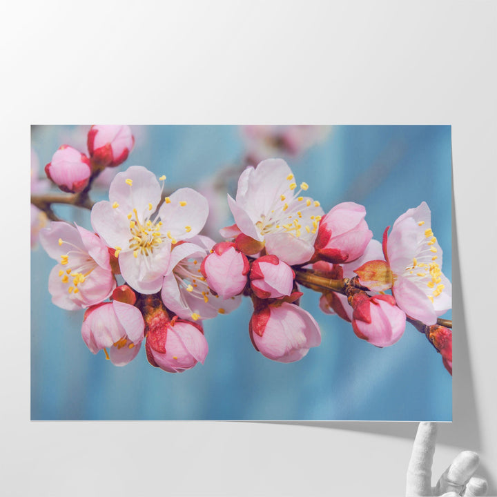 Flowering Fruit Trees Apricot Flowers - Canvas Print Wall Art