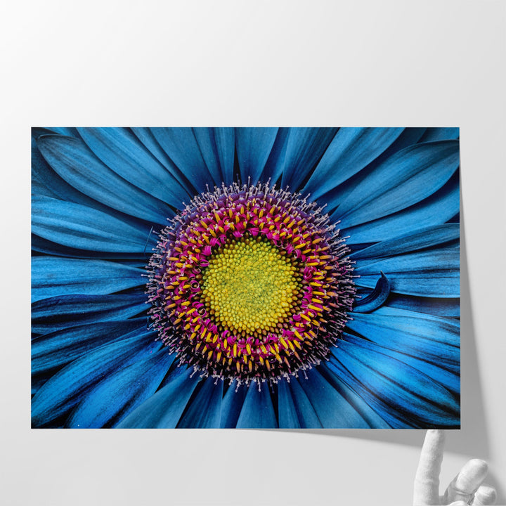 Gerbera Flower Close Up on Turquoise Background - Canvas Print Wall Art