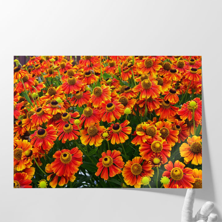 Helenium Konigstiger Flower Field - Canvas Print Wall Art