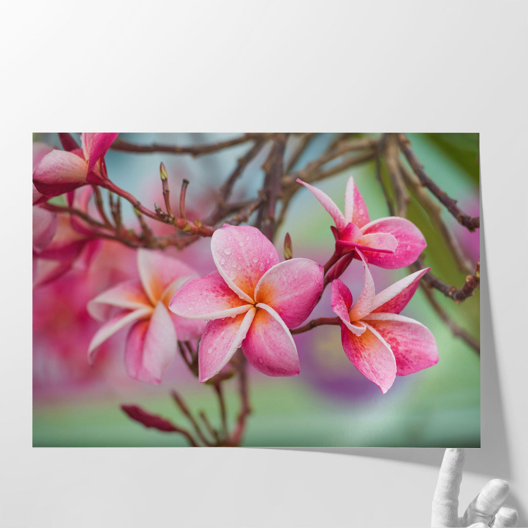 Pink Frangipani Plumeria Flower - Canvas Print Wall Art