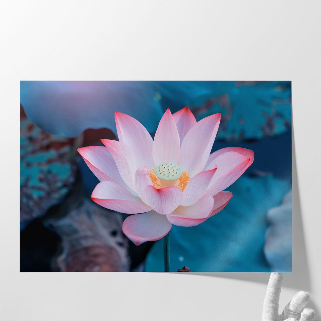 Pink Lotus Flower In Water - Canvas Print Wall Art