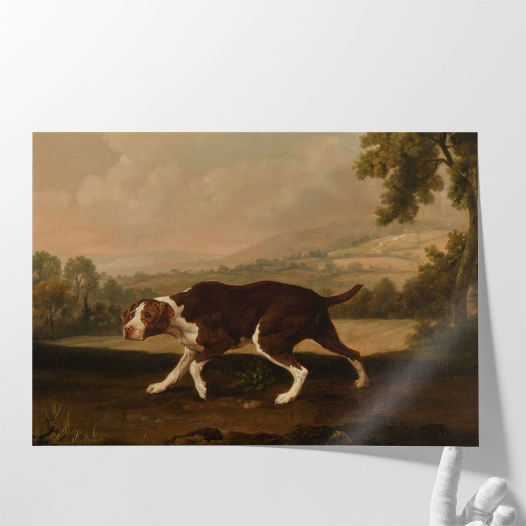Spanish Pointer Dog - Canvas Print Wall Art