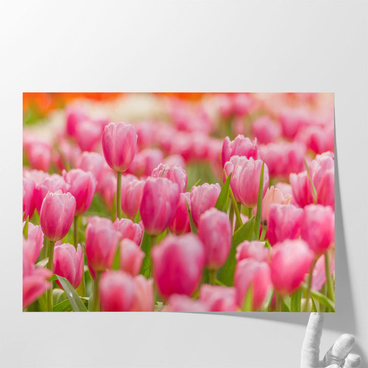 Pink Tulip Flower Field - Canvas Print Wall Art