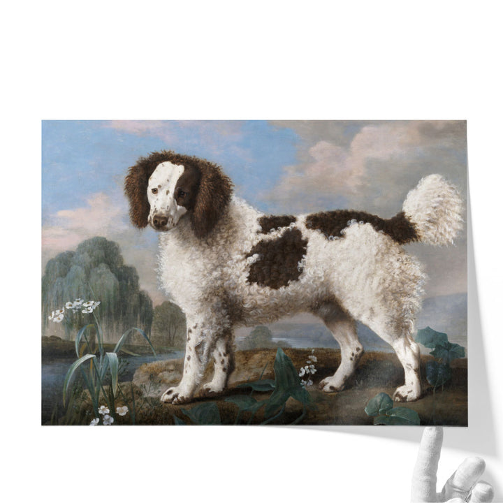 Brown and White Norfolk or Water Spaniel, 1778 - Canvas Print Wall Art