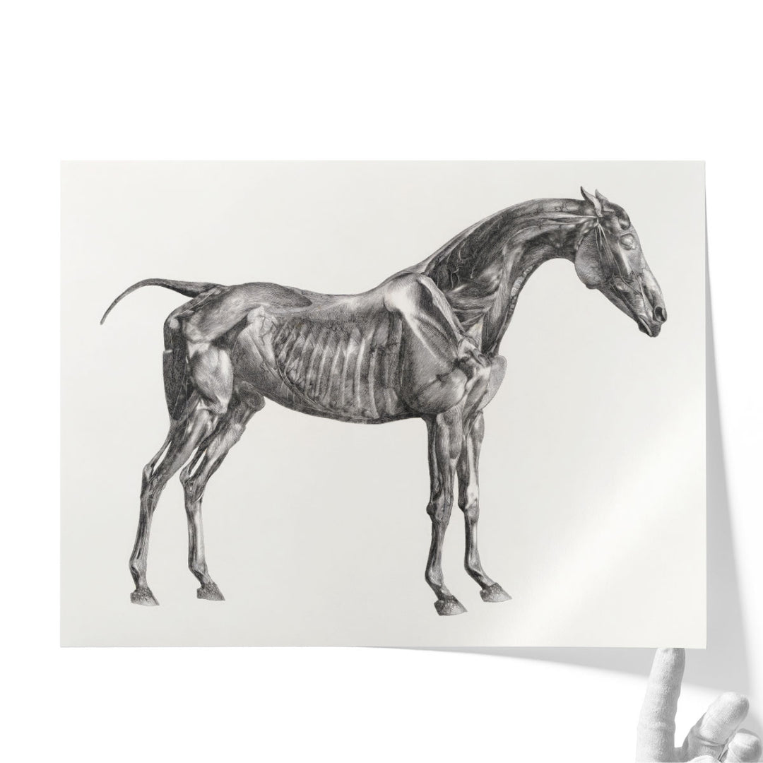 The Anatomy of the Horse, 1853 - Canvas Print Wall Art