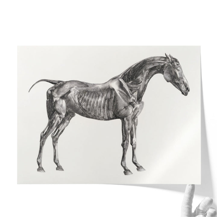 The Anatomy of the Horse, 1853 - Canvas Print Wall Art