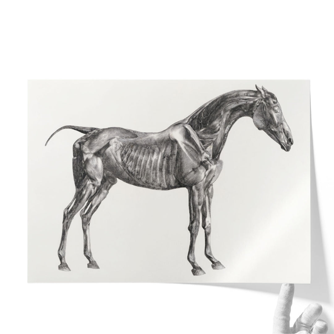 The Anatomy of the Horse, 1853 - Canvas Print Wall Art