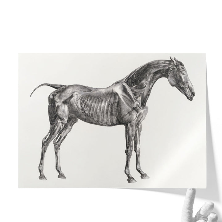 The Anatomy of the Horse, 1853 - Canvas Print Wall Art