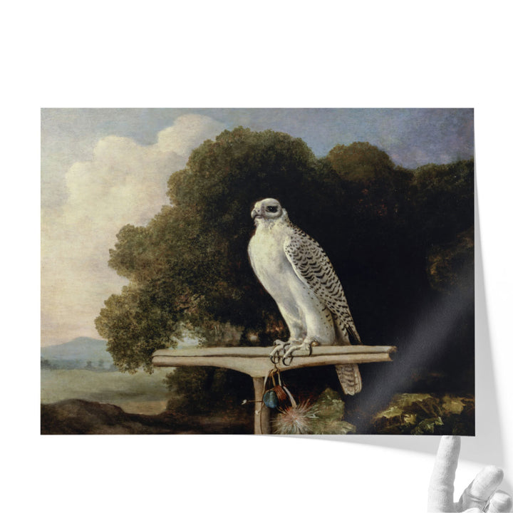 Greenland Falcon, 1780 - Canvas Print Wall Art