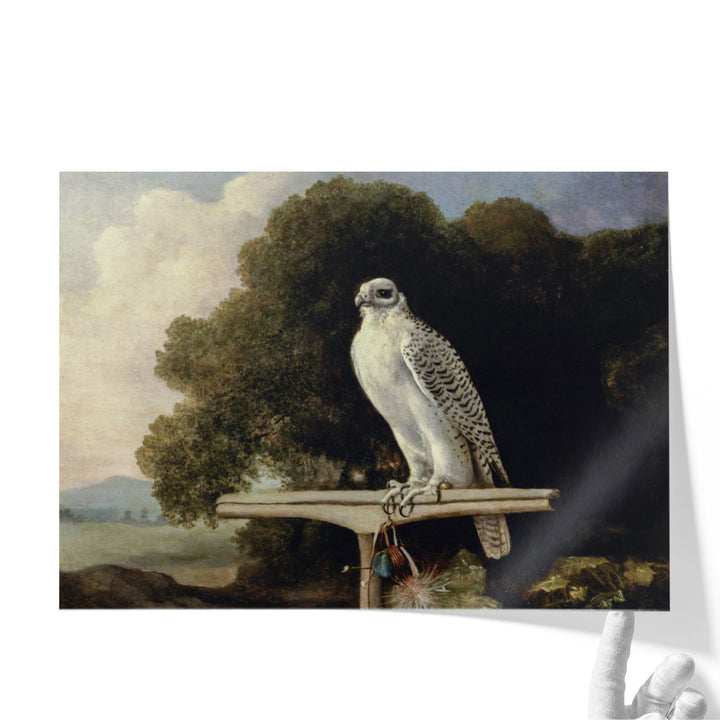 Greenland Falcon, 1780 - Canvas Print Wall Art
