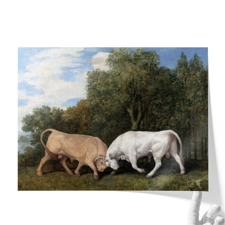 Bulls Fighting, 1786 - Canvas Print Wall Art