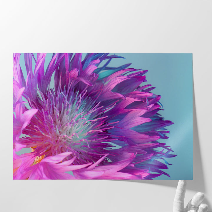 Purple and Turquoise Flower With Sharp Petals Close-Up - Canvas Print Wall Art